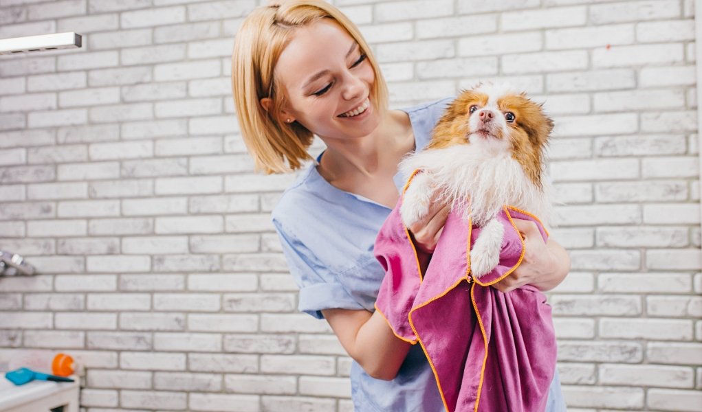 Best How Much To Tip The Dog Groomer  The ultimate guide 
