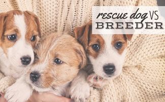 Rescue vs Breeder: Deciding What’s Right For You