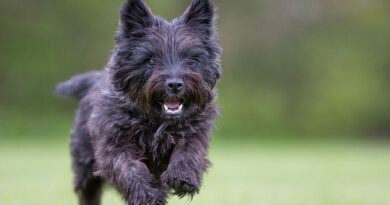 Cairn Terrier Dog Breed Profile – Top Dog Tips