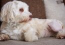 Patellar Luxation In Dogs