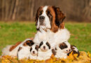 Saint Bernard Dog Breed Profile – Top Dog Tips