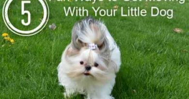 5 Fun Ways to Get Moving with Your Little Dog this Summer