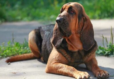 American Bloodhound Dog Breed Profile – Top Dog Tips