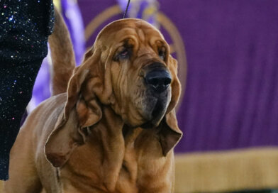 Bloodhound wins best in show at Westminster. Here’s what to know about the breed : NPR