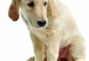 Dog Vomit | When to Take Dog to Vet When Vomiting