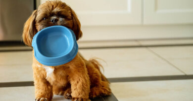 How to Stop Your Dog From Guzzling Down Food – Top Dog Tips