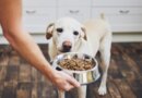 Do I Need a Dog Feeding Schedule?