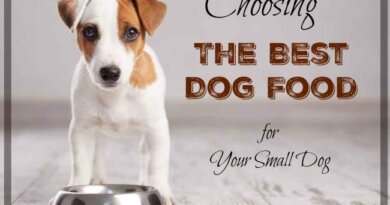 The Best Dog Food for Your Small Breed Dog