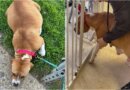 ‘So Pregnant She Couldn’t Even Walk’: Rescue Dog Gives Birth To 11 Puppies