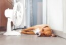 How to Comfort a Dog with a Fever