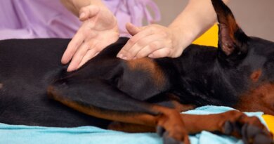 Helping Your Dog with Physical Therapy
