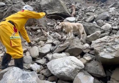 Rescue Dog In Taiwan Is Stealing People’s Hearts And Helping Find Quake Victims