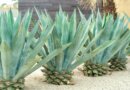 Can Dogs Eat Agave? Vet-Reviewed Facts & FAQ – Dogster