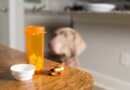 Meloxicam For Dogs: Uses, Dosage, Side Effects & More