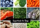 Top Choices to Boost Your Dog’s Health